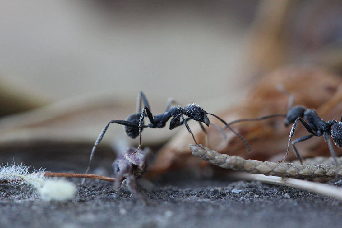 ants-1573619